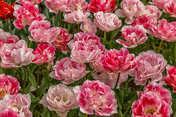 Beautiful flowers background.