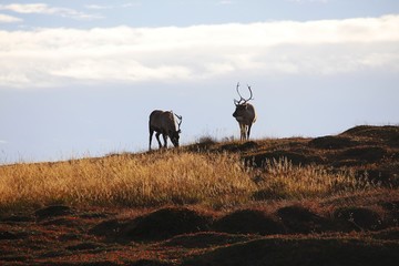 Rentiere, Magerøya, Norwegen