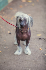 Chinese crested dog walks on  street on  leash
