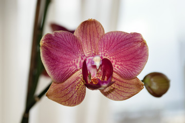 Orchideen Blüte