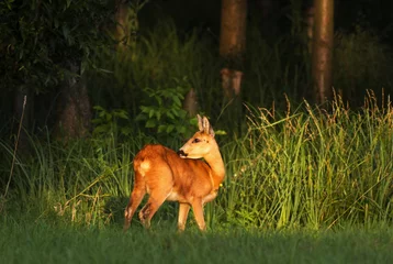 Fotobehang Ree  European roe deer (Capreolus capreolus)  © ihorhvozdetskiy