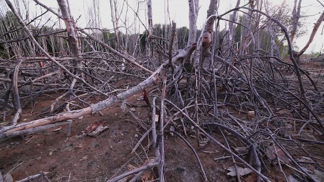 
dead mangrove forest beside Phuket port 