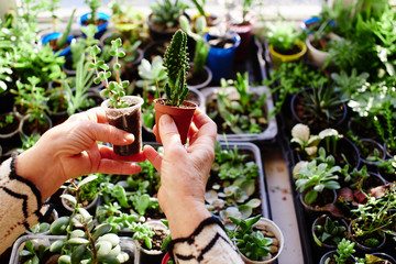 Hobby is botany. Woman holding plant in hands