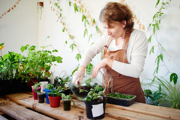 Hobby. A woman creates a mini terrarium with plants for interior design