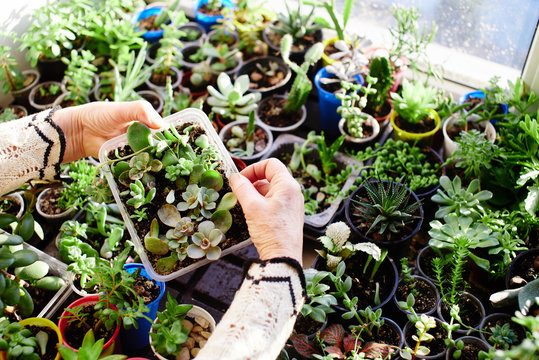 Hobby is botany. Woman holding plant in hands