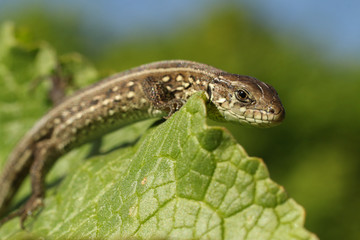 Lizard