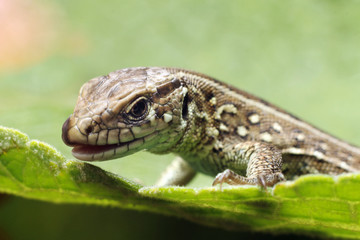 Lizard