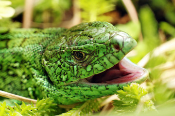 Lizard