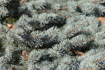 conifer tree leaf