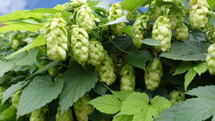 close-up of green cones of hops