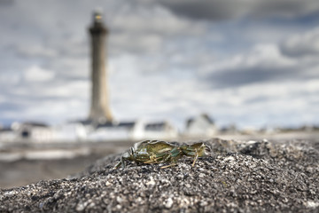 Lonely crab coastline in Brittany, france, with a silhouette of a lighthouse on the horizon