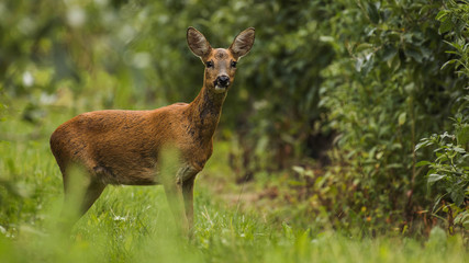 Portrait of deer in nature