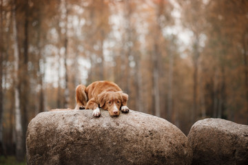 Dog Nova Scotia duck tolling Retriever lying on the stone