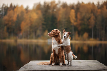 Dog Jack Russell Terrier and Nova Scotia duck tolling Retriever on a wooden pier - obrazy, fototapety, plakaty