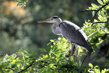 Fototapeta premium Blue Heron