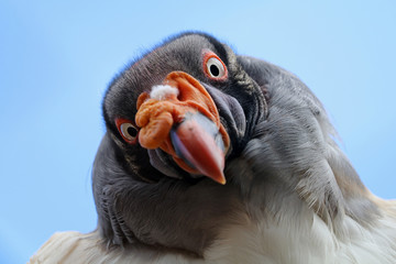 King vulture