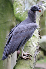 King vulture