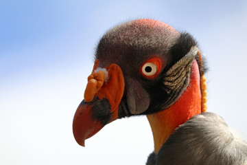 King vulture