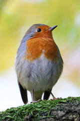 Robin