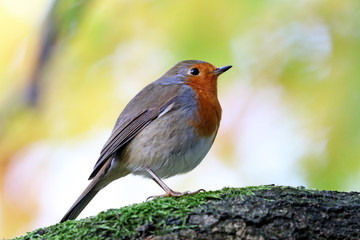 Robin