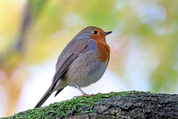 Robin