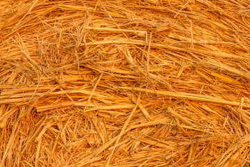 close-up of a hay cylindrical bale in a farmland / Particularly the intricacy of grain plants that...