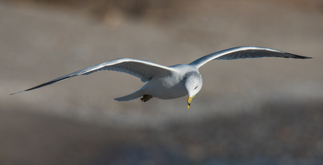 Seagull in Flight
