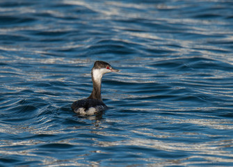 Grebe in Water