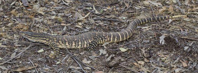 Obraz premium Sand Goanna (Varanus gouldii). Maldon, Victoria, Australia