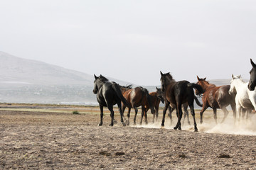 Fototapeta na wymiar plain with beautiful horses in sunny summer day in Turkey. Herd of thoroughbred horses. Horse herd run fast in desert dust against dramatic sunset sky. wild horses 