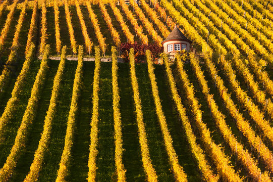 herbstlicher Weinberg im Remstal