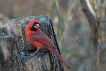 Northern Cardinal