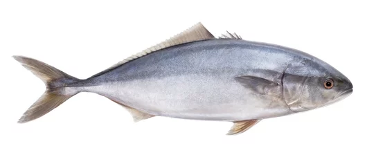 Keuken foto achterwand Vis fish tuna Isolated on the white background