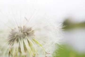 Abwaschbare Fototapete Dandelion on blur background © taknote