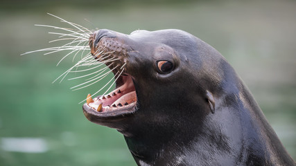 Obraz premium Californian sea lion