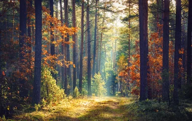 Fototapete Fotos Herbstwaldnatur. Lebhafter Morgen im bunten Wald mit Sonnenstrahlen durch Äste von Bäumen. Landschaft der Natur mit Sonnenlicht.