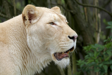 White lioness portrait