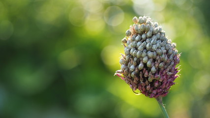 Giant onion in the bright sunlight