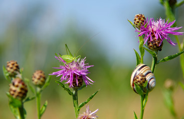 Grasshopper on flower