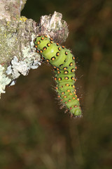 Caterpillar