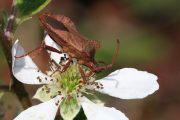 Coreus marginatus
