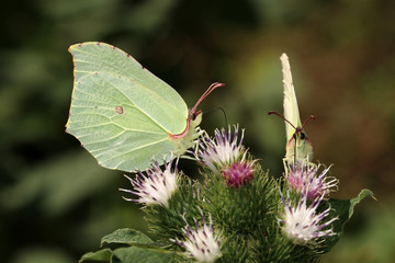 Gonepteryx rhamni