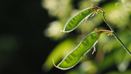 Green pea pods in the bright sunlight