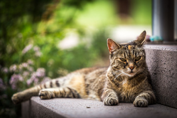 Naklejka na ściany i meble Cat lying outdoor in garden