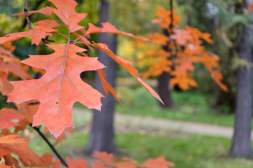 Red autumn leaves on tree