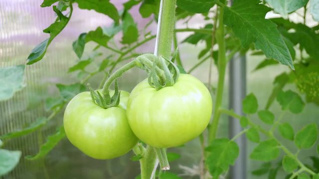 Green tomato grow in hothouse, closeup. Nobody