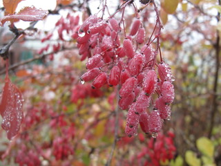 Ягоды, барбарис