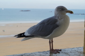 goélands, mouettes, oiseaux, Saint-Malo, Bretagne, cri, bec; or