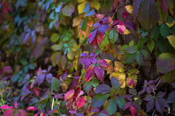 wild grapes in bright autumn colors