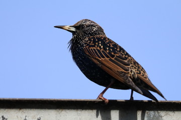 Starling